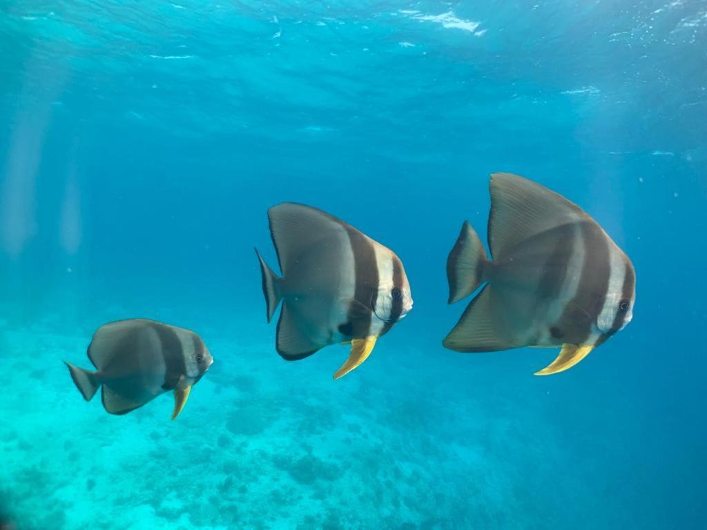 Beach Star Maldives Hangnaameedhoo Dış mekan fotoğraf